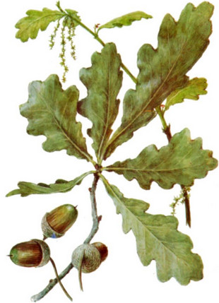 ДУБ ОБЫКНОВЕННЫЙ, Quercus robus, Дуб чере́шчатый