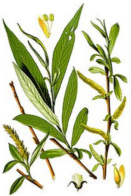ИВА БЕЛАЯ - Salix alba L.