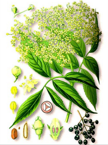 БУЗИНА ЧЕРНАЯ - Sambucus nigra ягода, цветки, лечебные свойства.