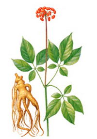 ЖЕНЬШЕНЬ обыкновенный  - Panax ginseng  (панакс, человек-корень, корень жизни), настойка, корень, экстракт.