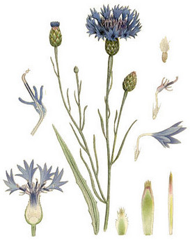 ВАСИЛЕК СИНИЙ - Centaurea cyanus L. (синюшник, волошка), цветки василька